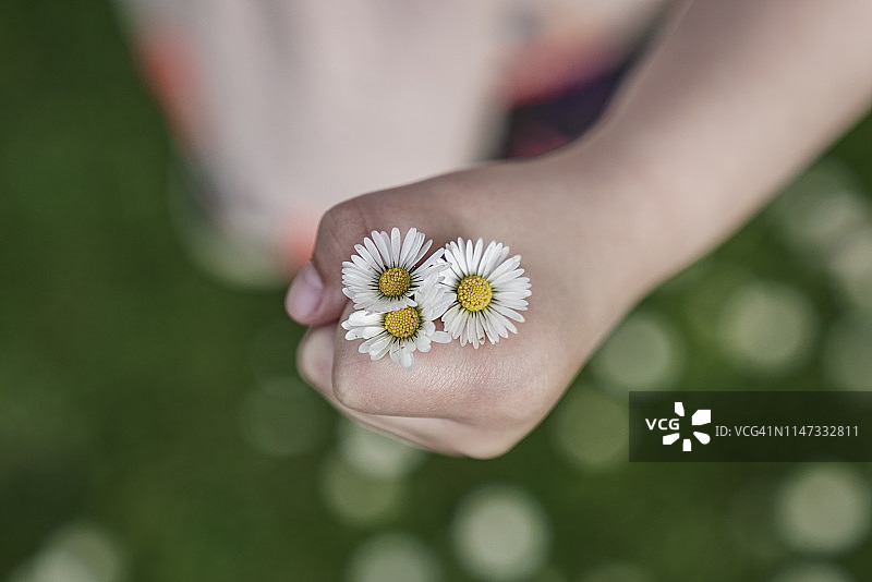 拿着雏菊的小女孩，母亲节图片素材