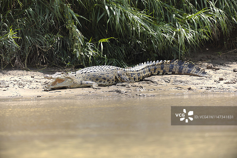 婆罗洲沙巴咸水鳄图片素材