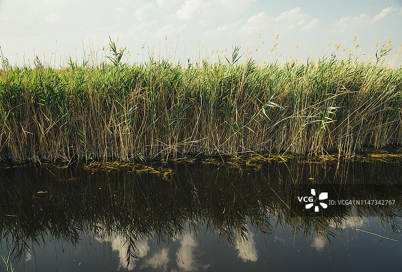 奥地利布尔根兰新锡德尔湖的芦苇图片素材