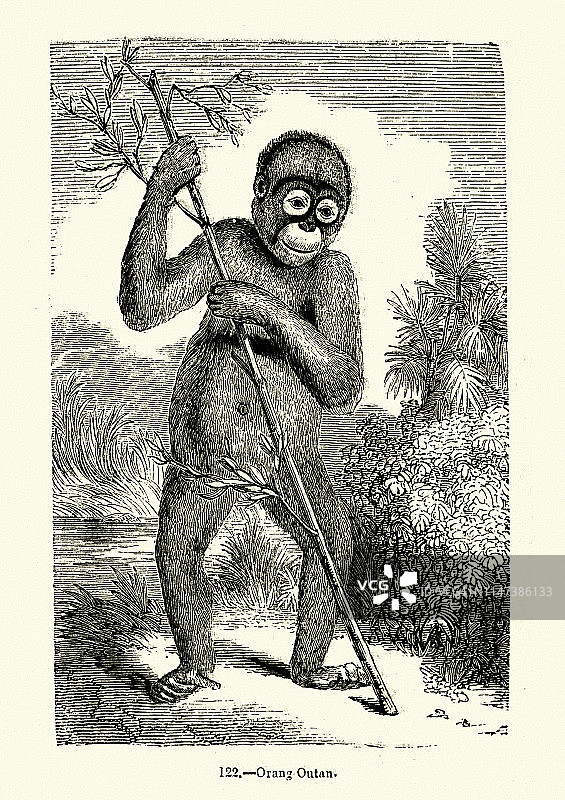 19世纪的红毛猩猩雕刻图片素材