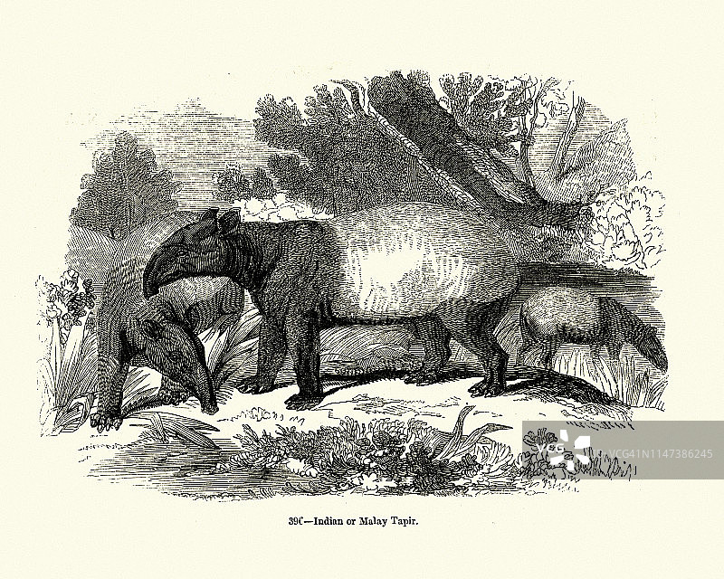 马来貘（印度貘）图片素材