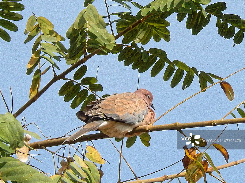 一只正在休息的鸽子图片素材