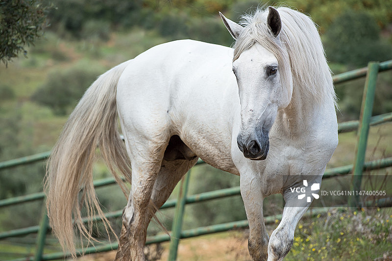 在橄榄园中自由奔跑的安达卢西亚白色骏马（西班牙）图片素材