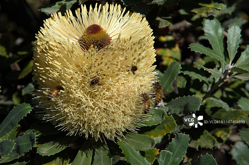吸引蜜蜂的班克木开花图片素材