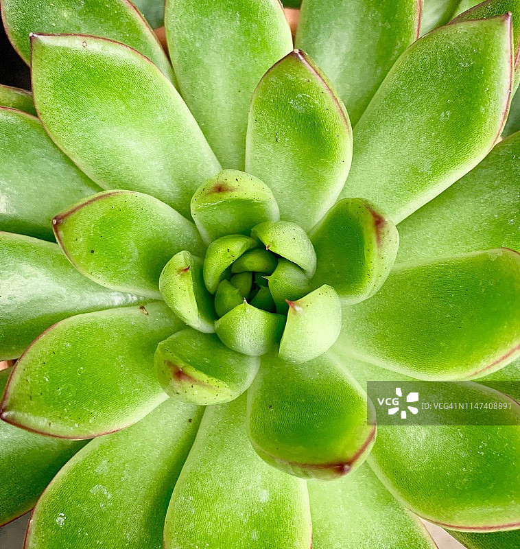 多汁的图片素材