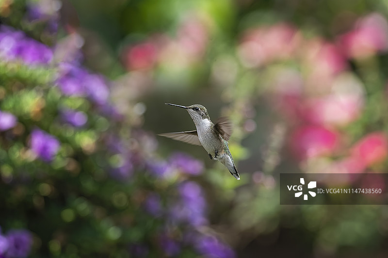 花朵守护者图片素材