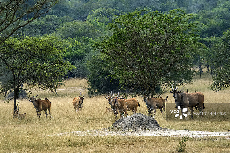 野外的大羚羊图片素材