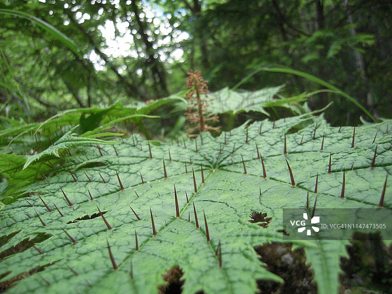 具有攻击性的叶子图片素材