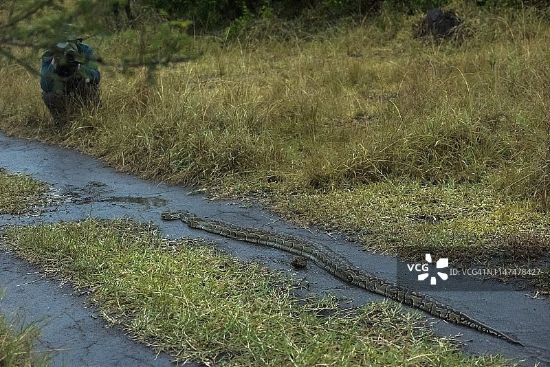 野外的非洲岩蟒图片素材