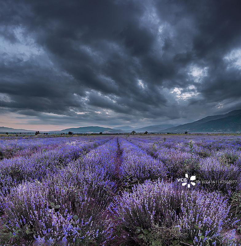 薰衣草之夜图片素材