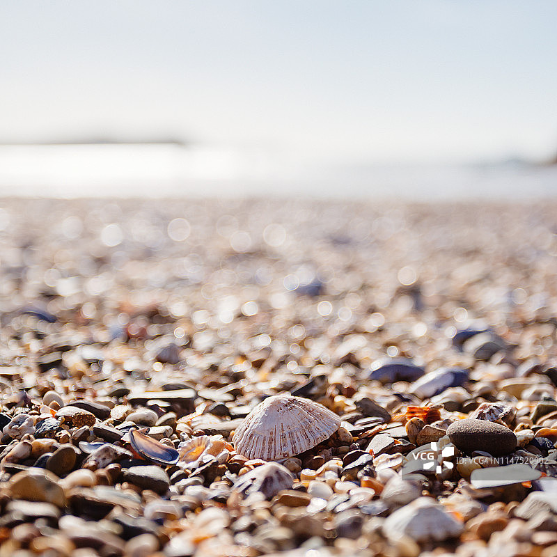 康沃尔海滩上的帽贝壳图片素材