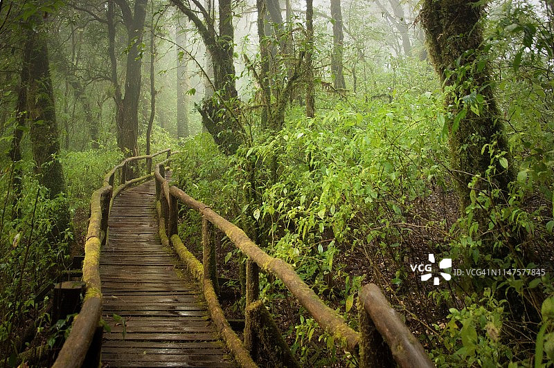 热带雨林中的木桥，绿树成荫，晨雾缭绕图片素材