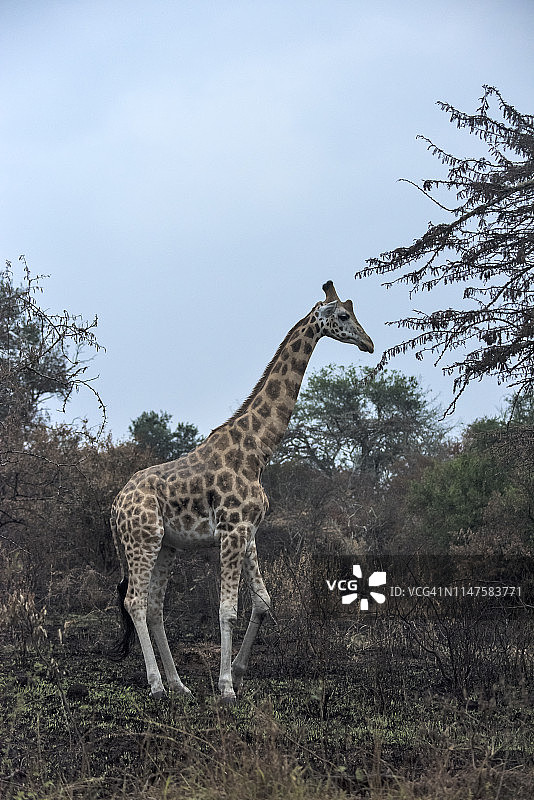 野生罗斯柴尔德长颈鹿图片素材