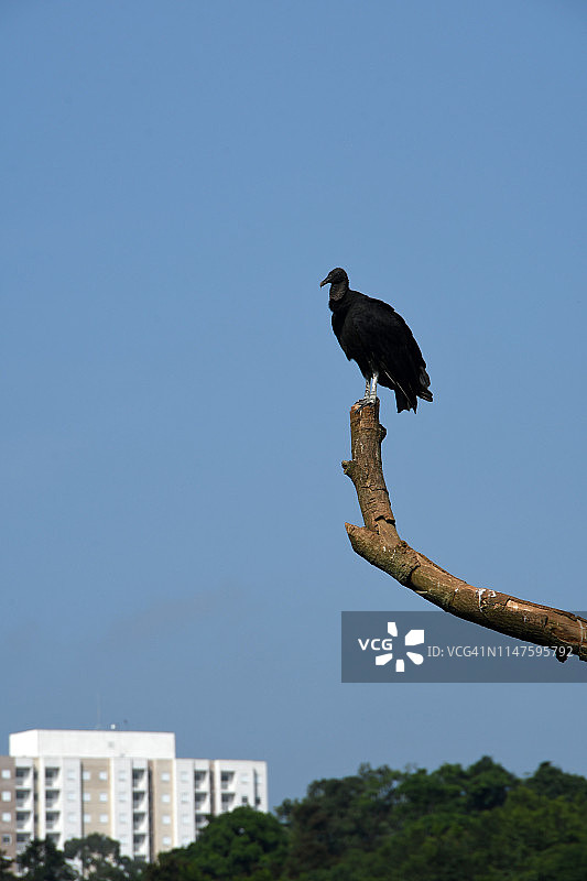 秃鹫图片素材