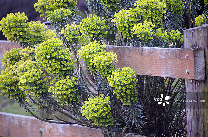 鲜花与栅栏图片素材