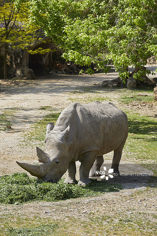 动物园里吃草的白犀牛图片素材