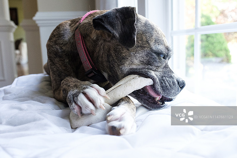 狗狗啃骨头图片素材