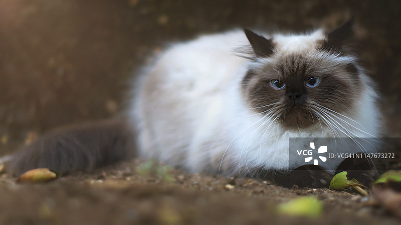 深色背景下的海豹重点色喜马拉雅猫图片素材