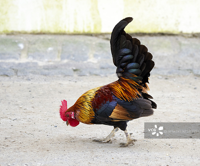 葡萄牙亚速尔群岛的红原鸡图片素材