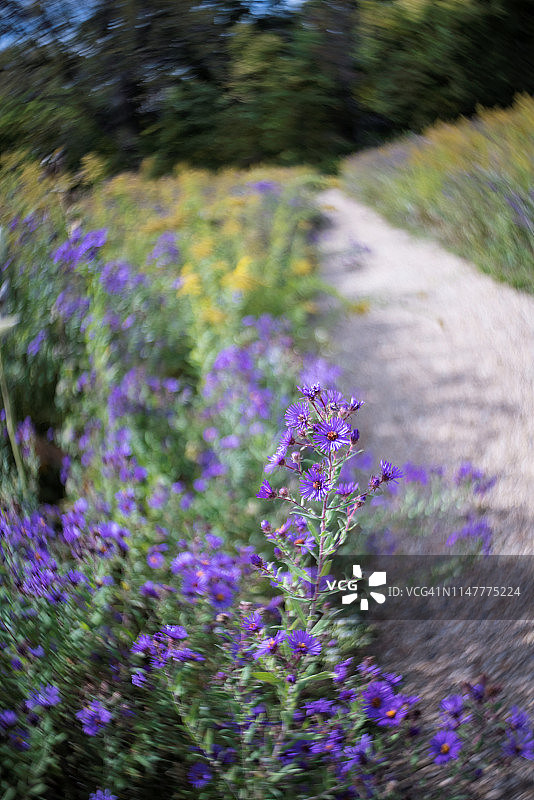 穿过紫色野花的自然和野生动物之路图片素材