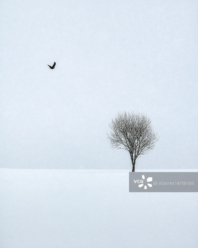 挪威罗弗敦群岛冬季雪景：飞向树的鸟图片素材