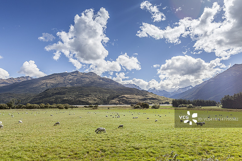 新西兰农业牧场图片素材