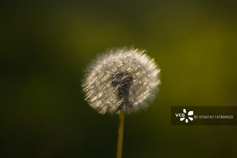 蒲公英图片素材
