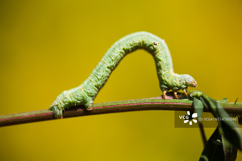 杂草上的幼虫图片素材