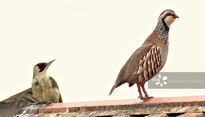 绿啄木鸟图片素材