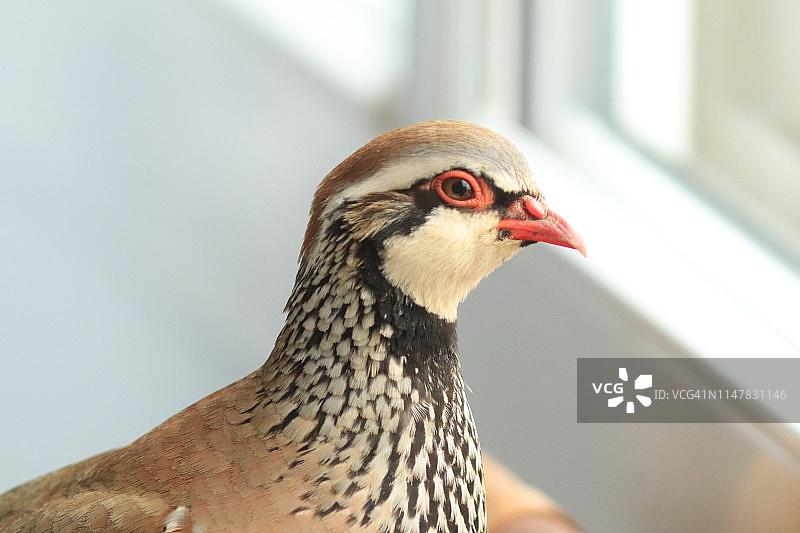 从内部向外看图片素材