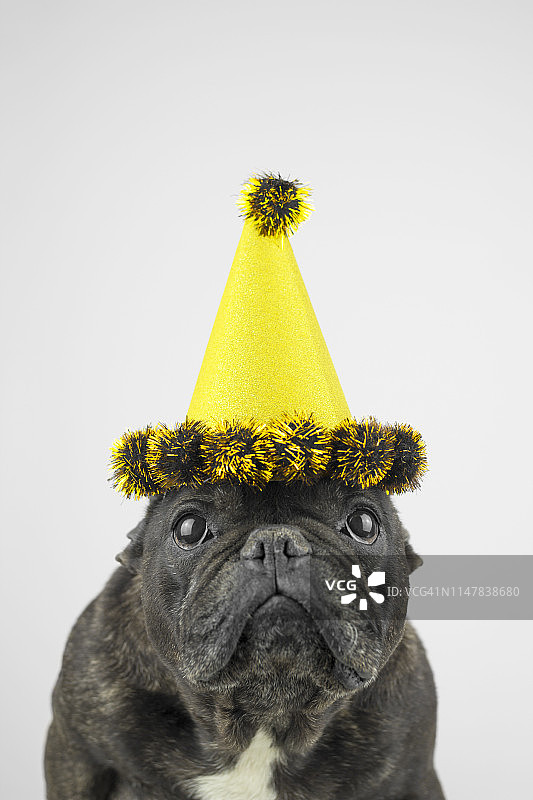 戴着派对帽的狗图片素材