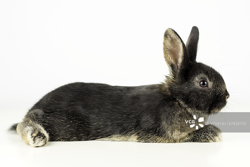 休息的兔子图片素材