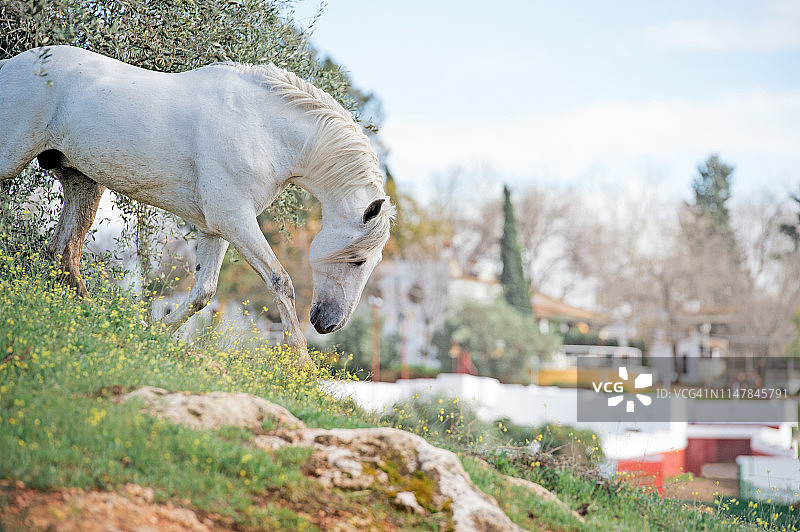 西班牙安达卢西亚橄榄园奔跑的白色种马图片素材