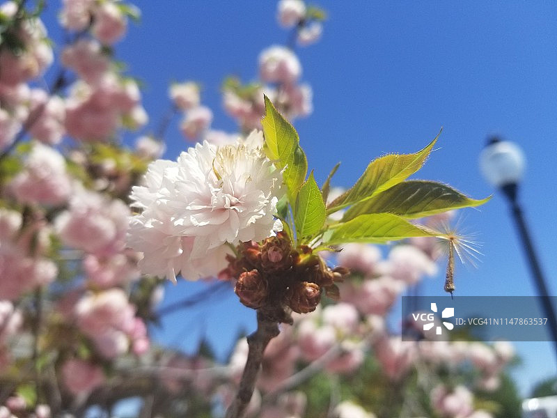 日本晚樱图片素材