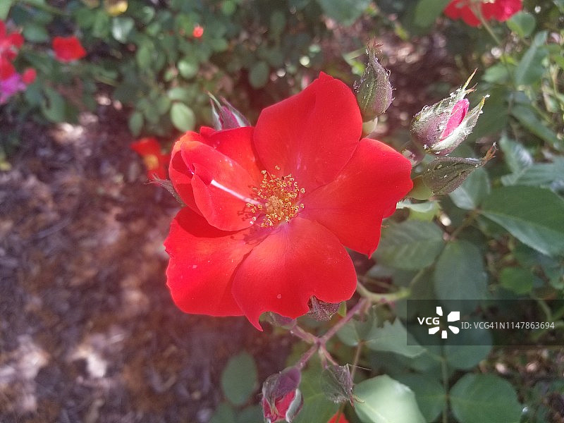 莫耶氏玫瑰图片素材