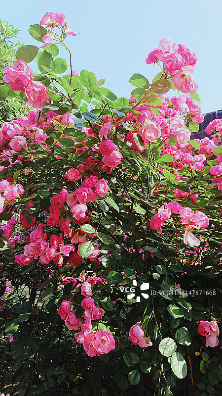 盛开的玫瑰图片素材