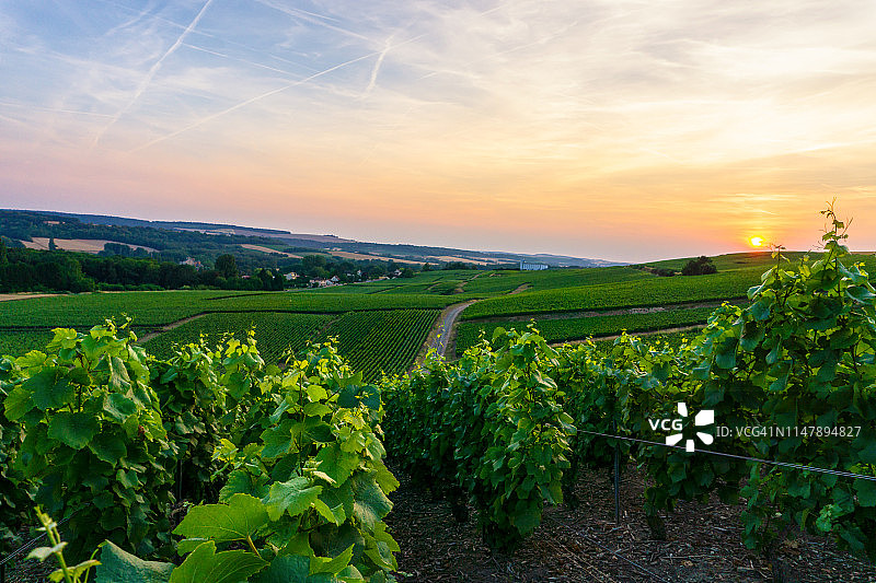 香槟葡萄园中的一排葡萄藤图片素材