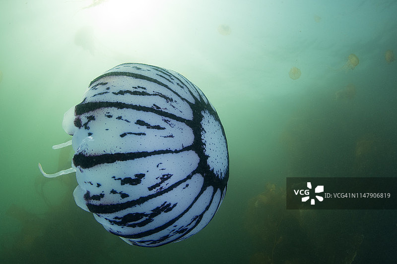 在蒙特雷游泳的紫纹海蜇图片素材