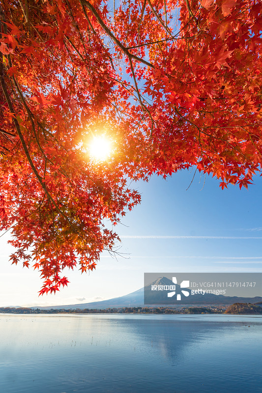 川口町湖的秋色和富士山的晨雾和红叶是日本最好的地方之一图片素材