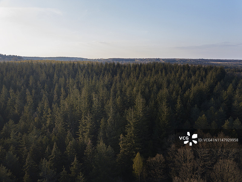 法国诺曼底地区日落时分的松树林鸟瞰图，2019年春图片素材
