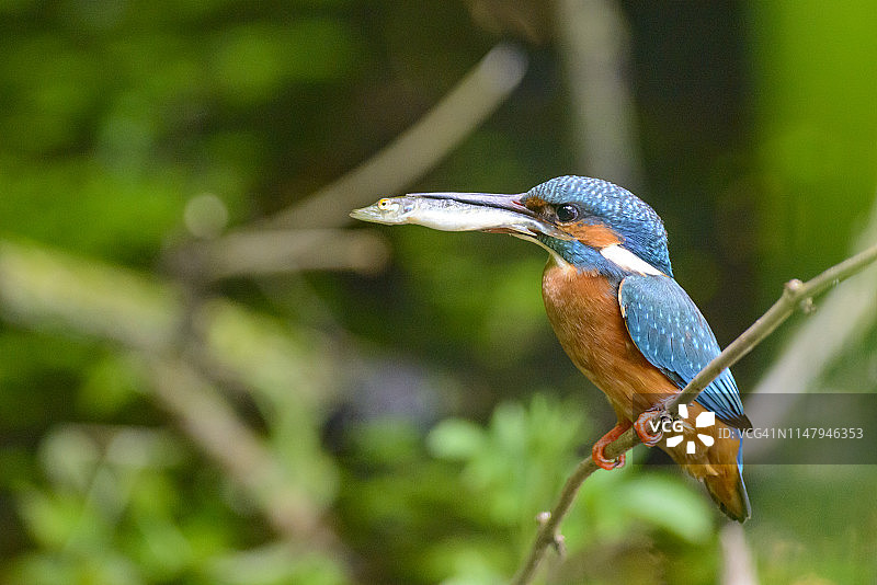嘴里叼着小鱼栖息在树枝上的普通翠鸟图片素材