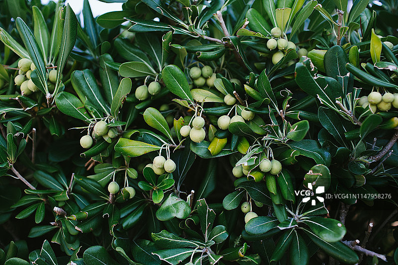 新鲜绿色海桐花植物图片素材