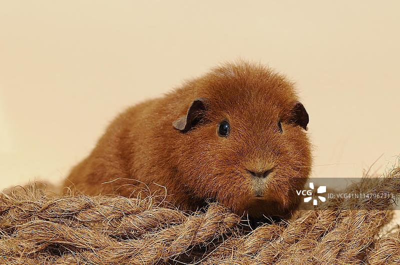 豚鼠，雷克斯豚鼠，红色，奥地利图片素材