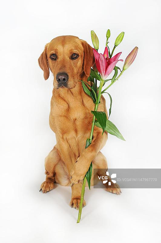 奥地利，黄色拉布拉多犬，爪子拿着百合花图片素材
