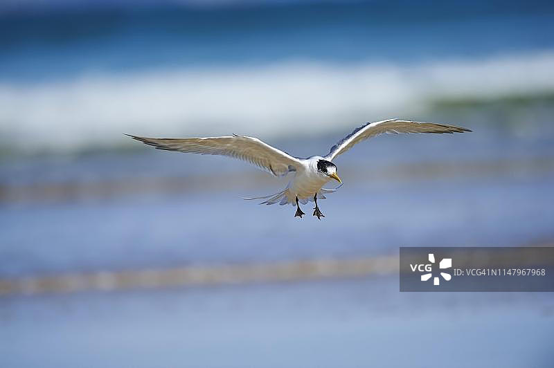 大凤头燕鸥，威尔逊岬国家公园，维多利亚图片素材