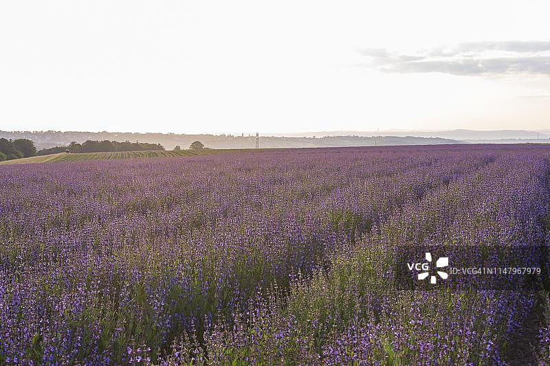 种植着开花鼠尾草的田野，德国萨克森州弗雷塔尔图片素材