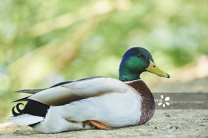 德国雄性绿头鸭图片素材