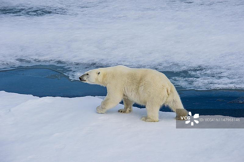 挪威斯瓦尔巴特群岛北极冰原上行走的北极熊图片素材