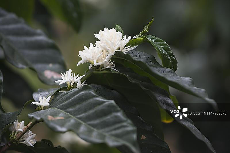 古巴瓜纳亚拉公园的咖啡树白色花朵树枝图片素材