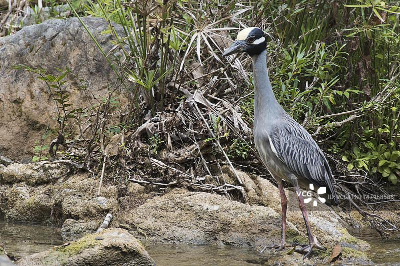 黄冠夜鹭站在古巴瓜纳亚拉公园的水边石头上图片素材